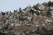 Islas Ballestas, tučňáci